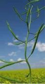 Canola pods
