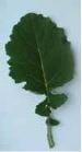 Adult canola leaves