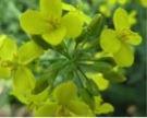 Canola flowers