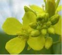 Brown or oriental mustard flowers