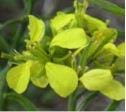 Yellow mustard flowers