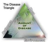 The Disease Triangle