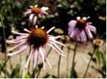 Echinacea