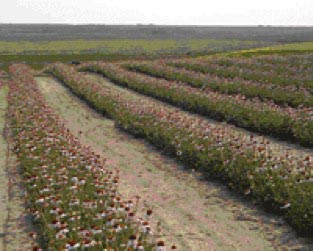 Echinacea field