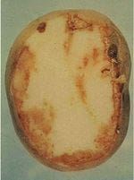 infected potato tuber