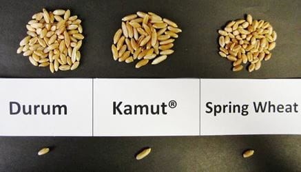 KAMUT, durum and spring wheat comparison