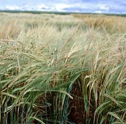 Malting Barley