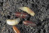 Maggot larva and pupae