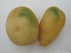 potato greening