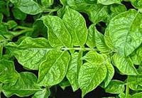 potato mosaic virus