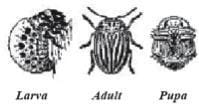 Insect stages