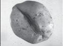 Growth cracks in potato