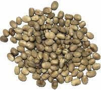 Faba bean seed