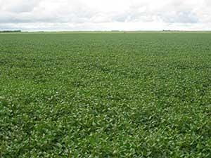 field of soybeans