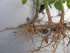nodules on soybean roots
