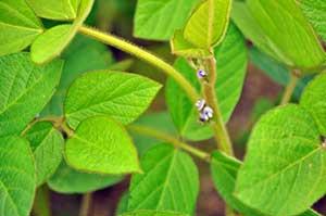 soybean flowering