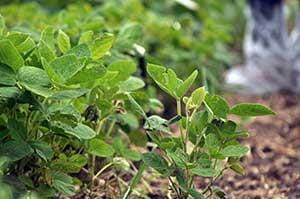 soybean in vegetative state
