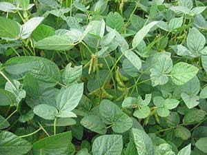 soybeans podding