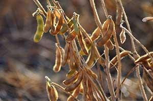 soybean flowering