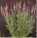 Sainfoin