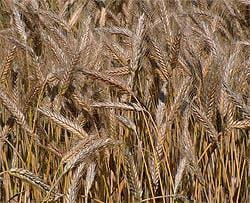 Triticale Production