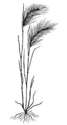 Foxtail barley