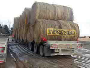 Trailer with oversize load of bales