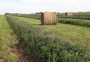Hay Export And Trucking Marketing Your Commodities Government Of Saskatchewan Hay Export And Trucking Marketing Your Commodities Government Of Saskatchewan