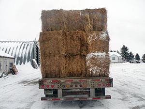 Hay Export And Trucking Marketing Your Commodities Government Of Saskatchewan Hay Export And Trucking Marketing Your Commodities Government Of Saskatchewan