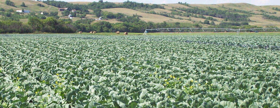 Cabbage field with irrigation pivot in background