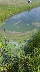 blue-green algae shoreline