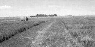 Alfalfa paddock
