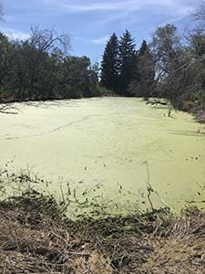 duckweed filled dugout