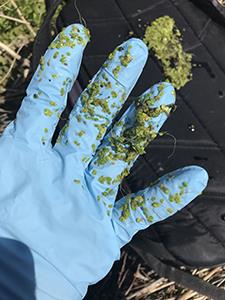 duckweed plants on a glove