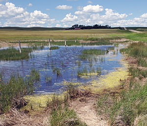 Green Algae Waterbody