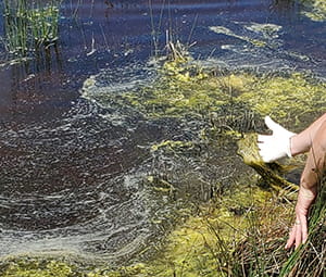 green algae on a shoreline