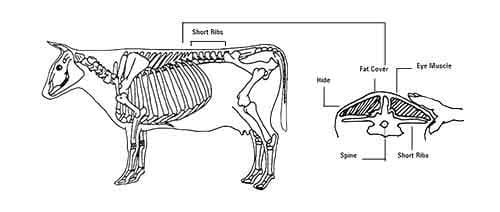 Diagram of a cow