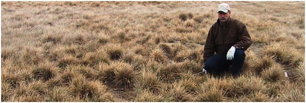 Bale grazing alfalfa/grass hay on a bunchgrass pasture