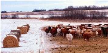 Cows bale grazing