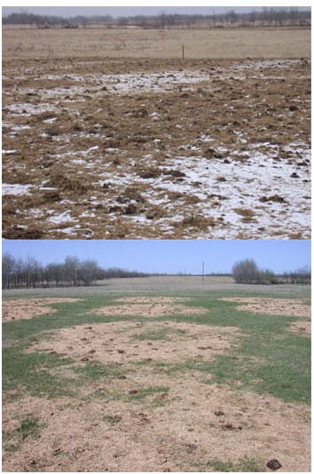 Manure and leftover material following bale grazing