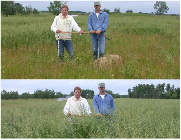 Forage production two years after bale grazing