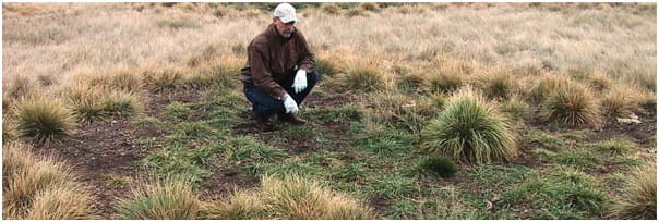 Bale grazing straw on a bunchgrass pasture