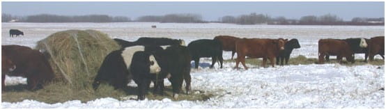 Cows bale grazing