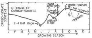 carbohydrate storage curve of a  typical cool season grass plant