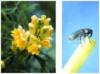 Yellow toadflax with stem-mining weevil