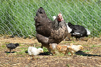 Hen and chicks in field. 