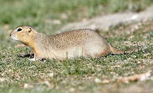 Richardson's ground squirrel on grass