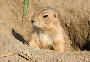 Richardson's ground squirrel emerging from hole