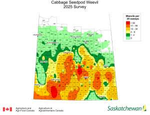 Survey map of Cabbage Seedpod Weevils in 2025