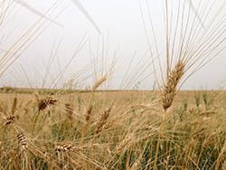 Ripe wheat in field